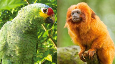 Megadiversity in Peru